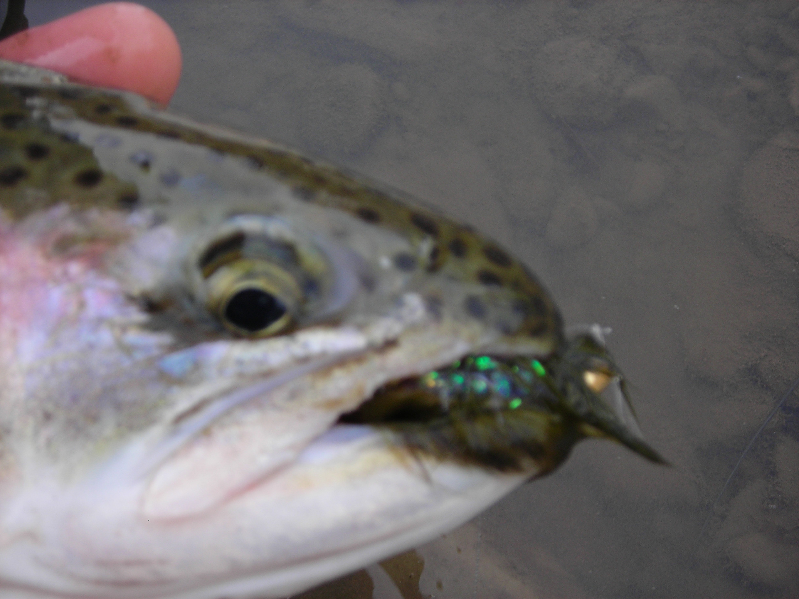 steelhead003.jpg