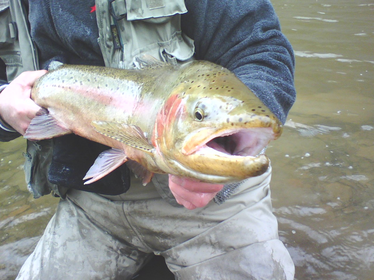 steelheadpix01.jpg